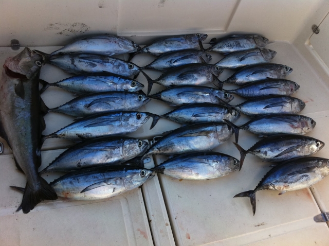 Pesca de bonitos